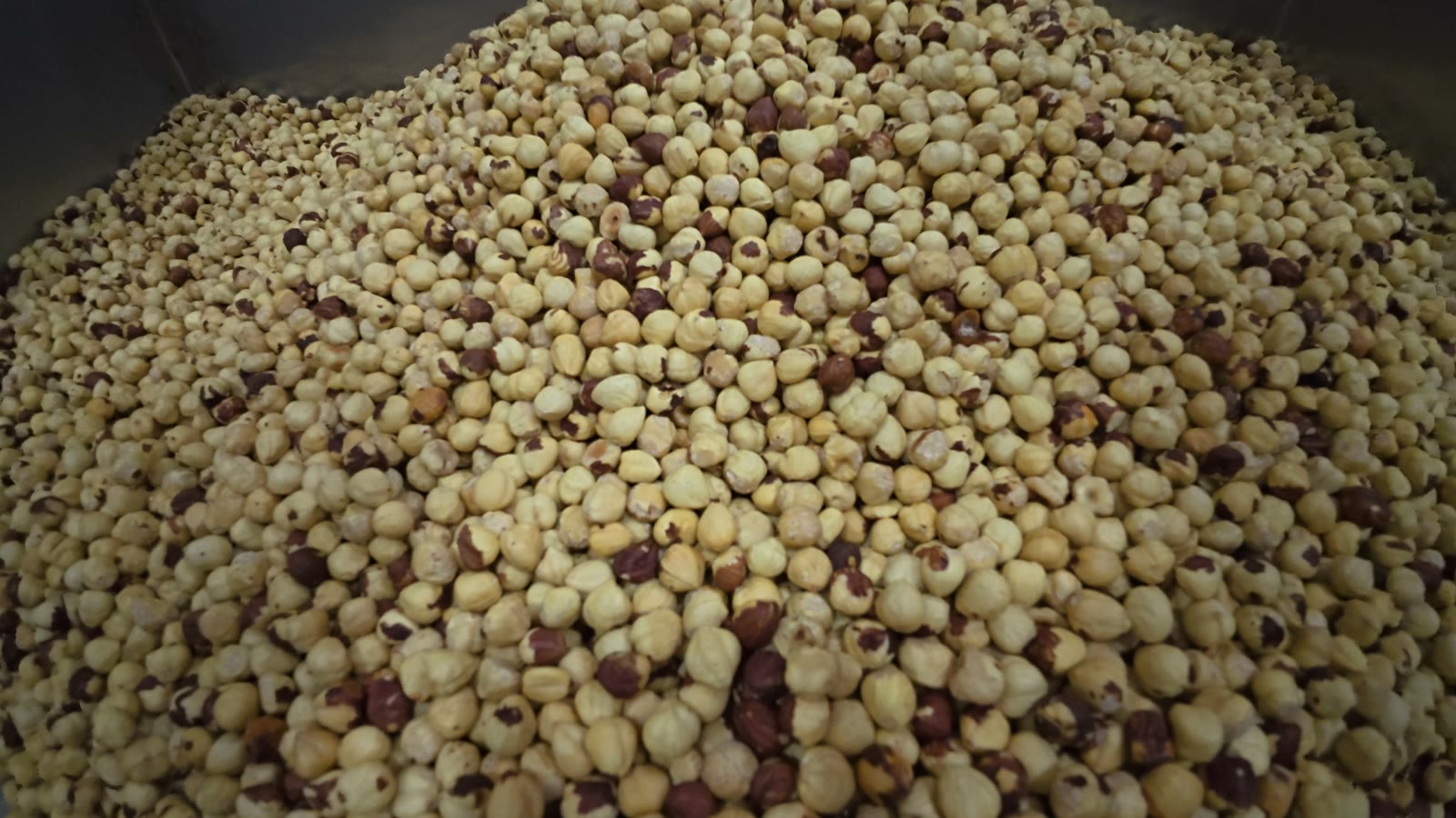 Blanched kernels at DUAM’s own Samsun plant